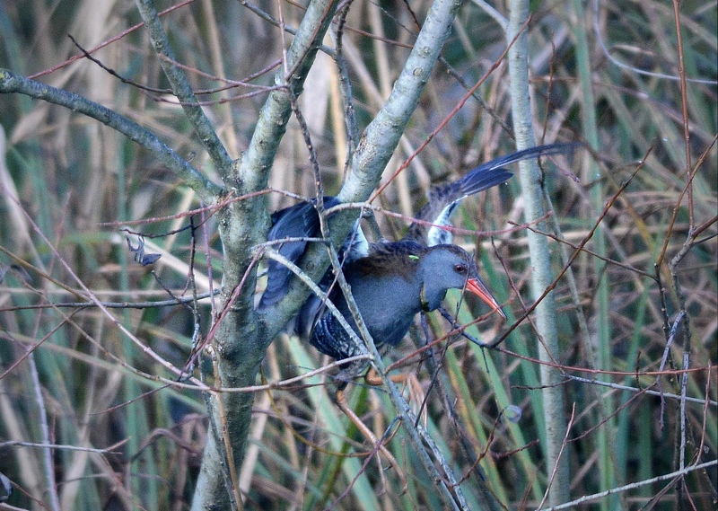 Porciglione vanitosetto !